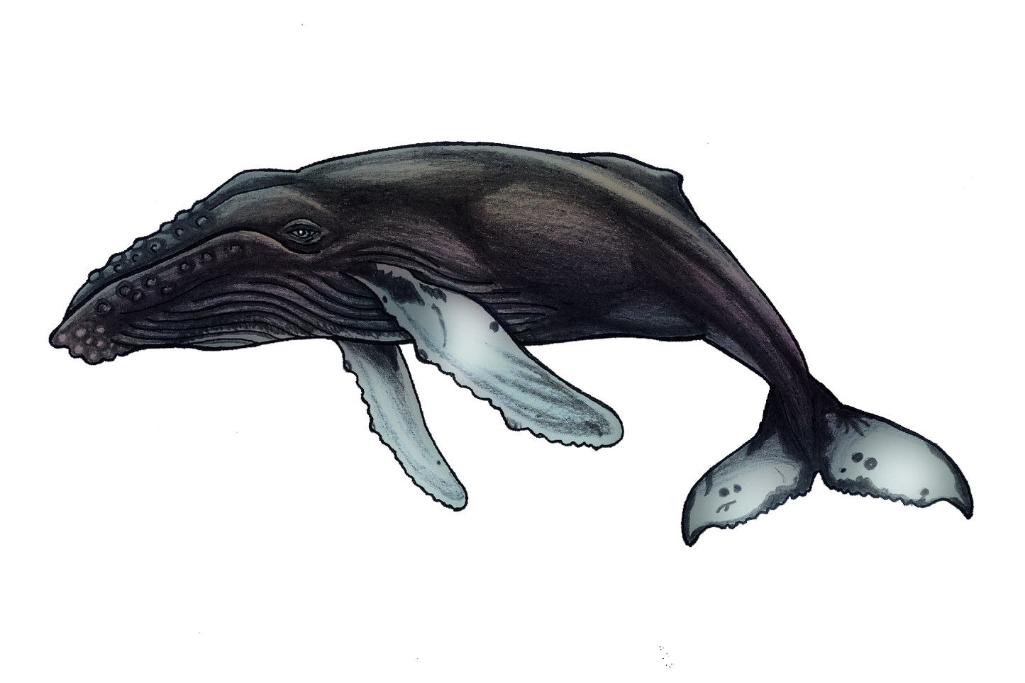 Humpback Whale Sticker