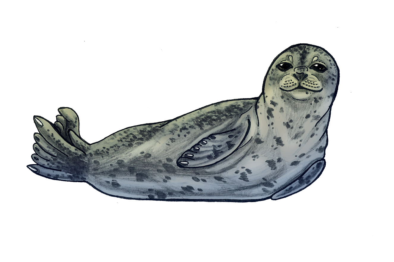 Harbor Seal Sticker