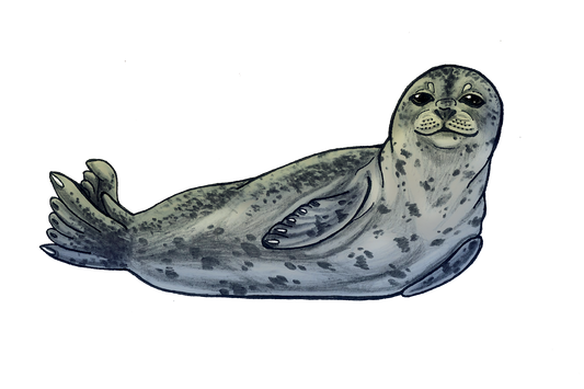 Harbor Seal Sticker