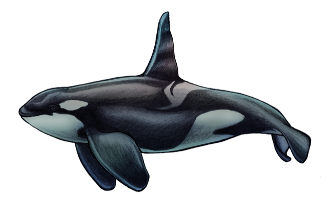 Orca Sticker