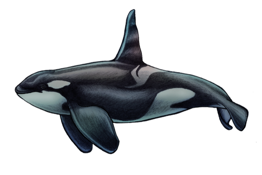 Orca Sticker